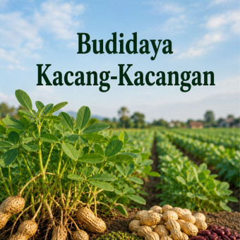 Budidaya Kacang-Kacangan 