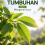 Daun Tumbuhan Jilid 1 Mengenal Daun 