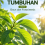 Daun Tumbuhan Jilid 3 Daun dan Fotosintesis 