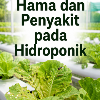 Hama dan Penyakit pada Hidroponik 