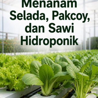 Menanam Selada, Pakcoy, dan Sawi Hidroponik 