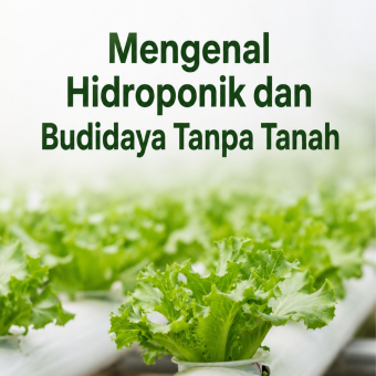 Mengenal Hidroponik dan Budidaya Tanpa Tanah 