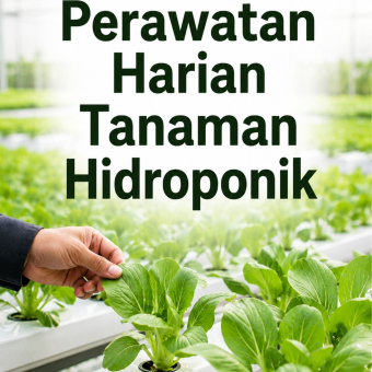 Perawatan Harian Tanaman Hidroponik