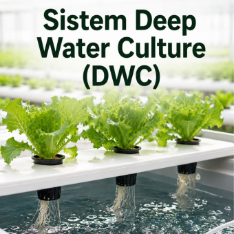 Sistem Deep Water Culture (DWC) 