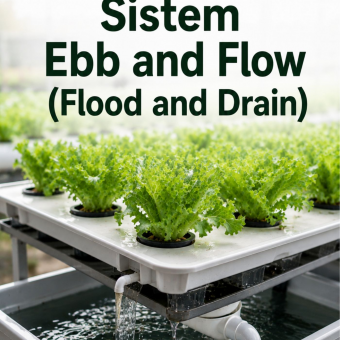 Sistem Ebb and Flow (Flood and Drain) 